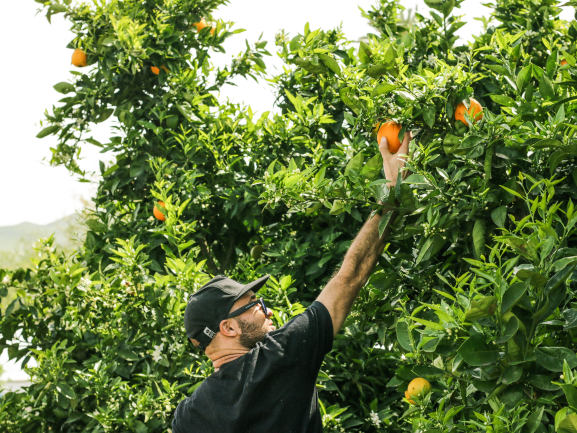 Picking and Orange